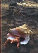 Белые муравьи