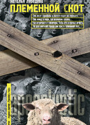 Племенной скот