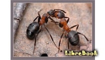 Революция муравьев