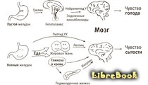 Кто бы мог подумать! Как мозг заставляет нас делать глупости