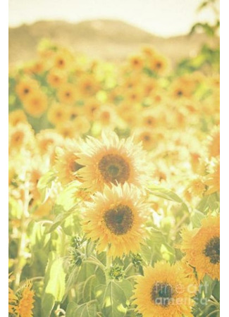 книга Изящный Подсолнух и Маленький Священник (Refined Sunflower and the Little Priest: 向日葵精与小道士) 28.02.22