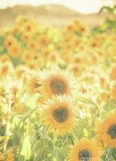 Изящный Подсолнух и Маленький Священник