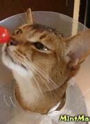 Каннаги Сатору (KANNAGI Satoru)