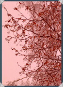 Старшая невестка